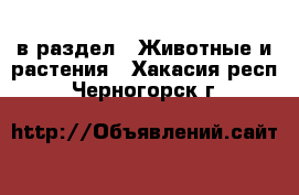  в раздел : Животные и растения . Хакасия респ.,Черногорск г.